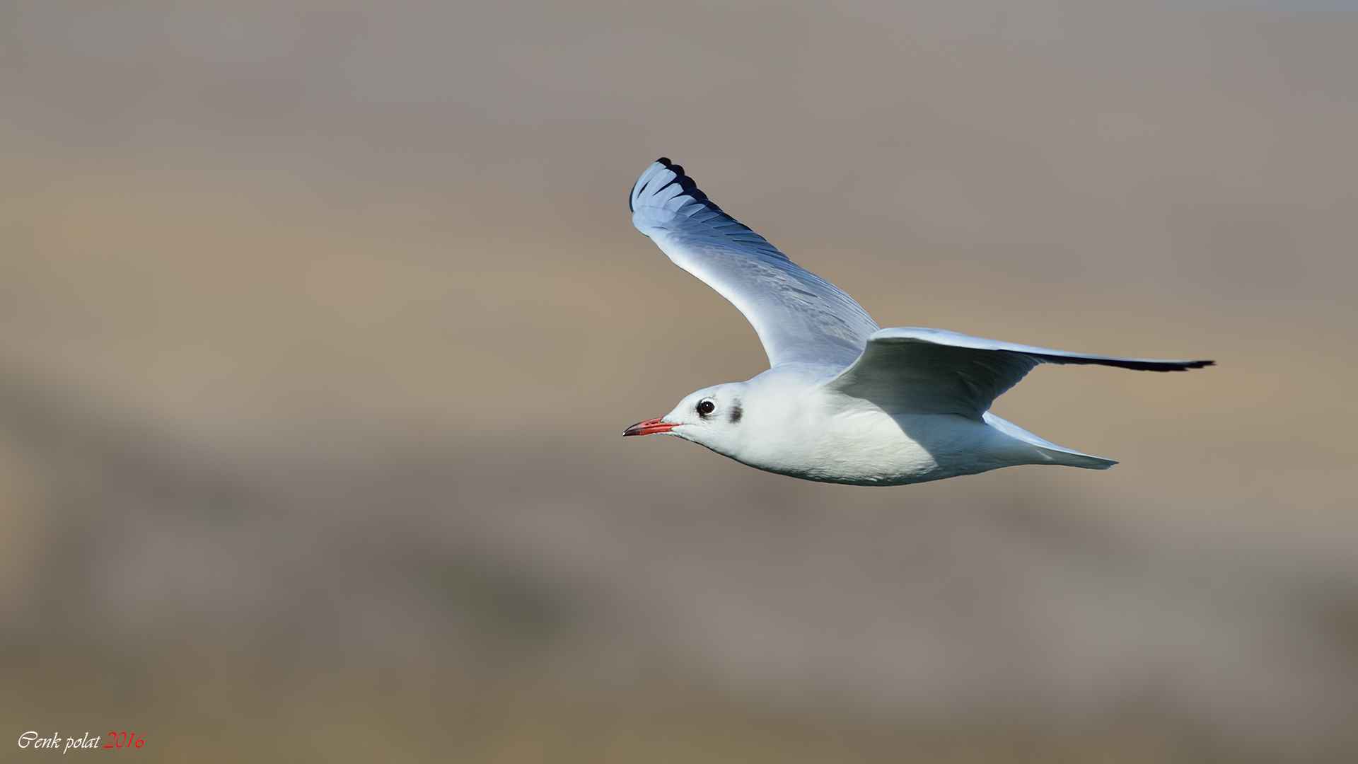 Black-headed Gull